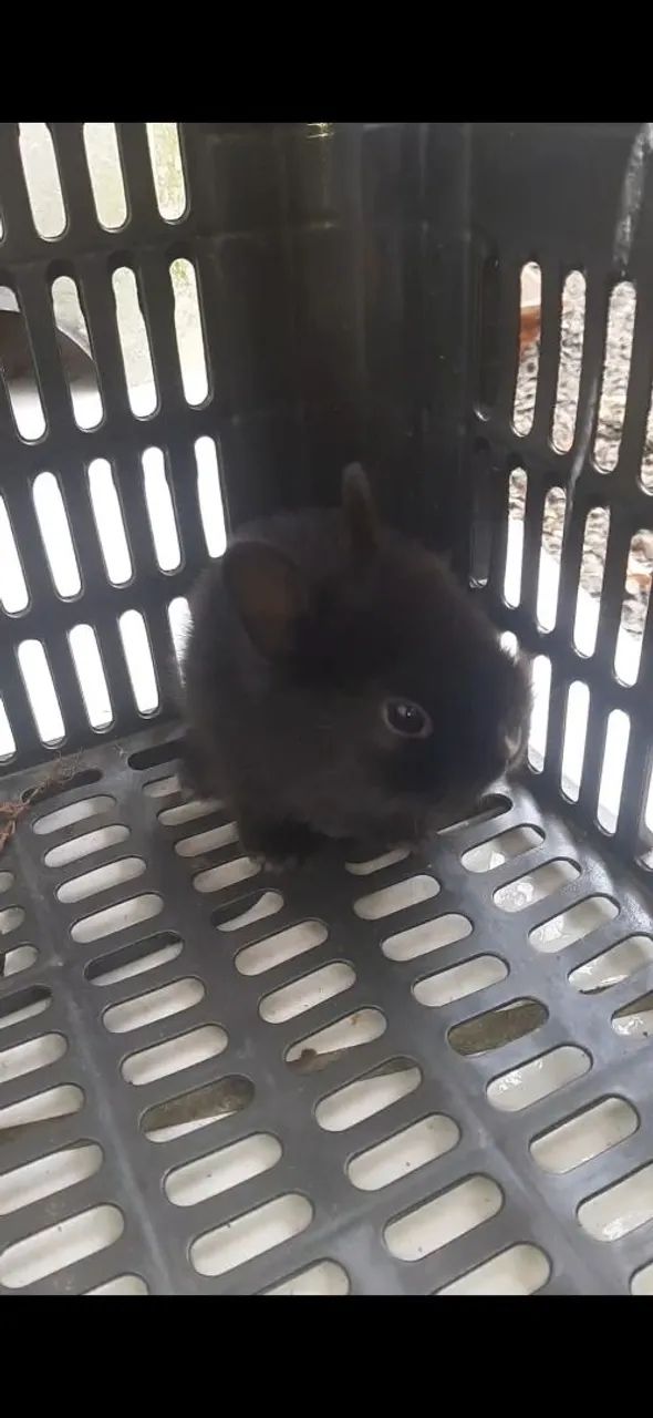 Coelhos minis filhotes