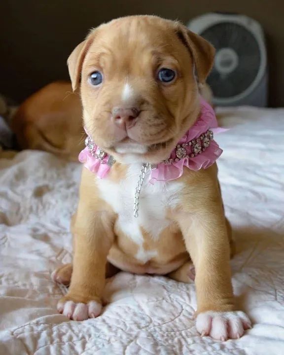Pitbull Quando Cansei De Me Magoar Com Pessoas, Peguei Um Filhotinho