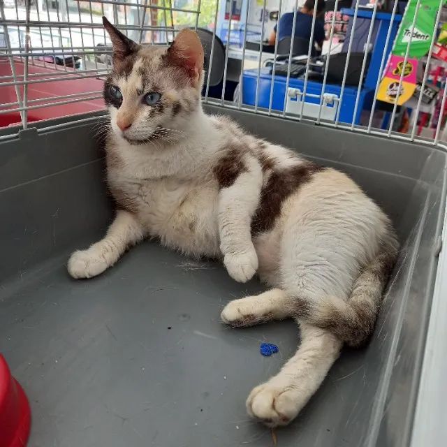 Gata arlequina castrada - Foto 4