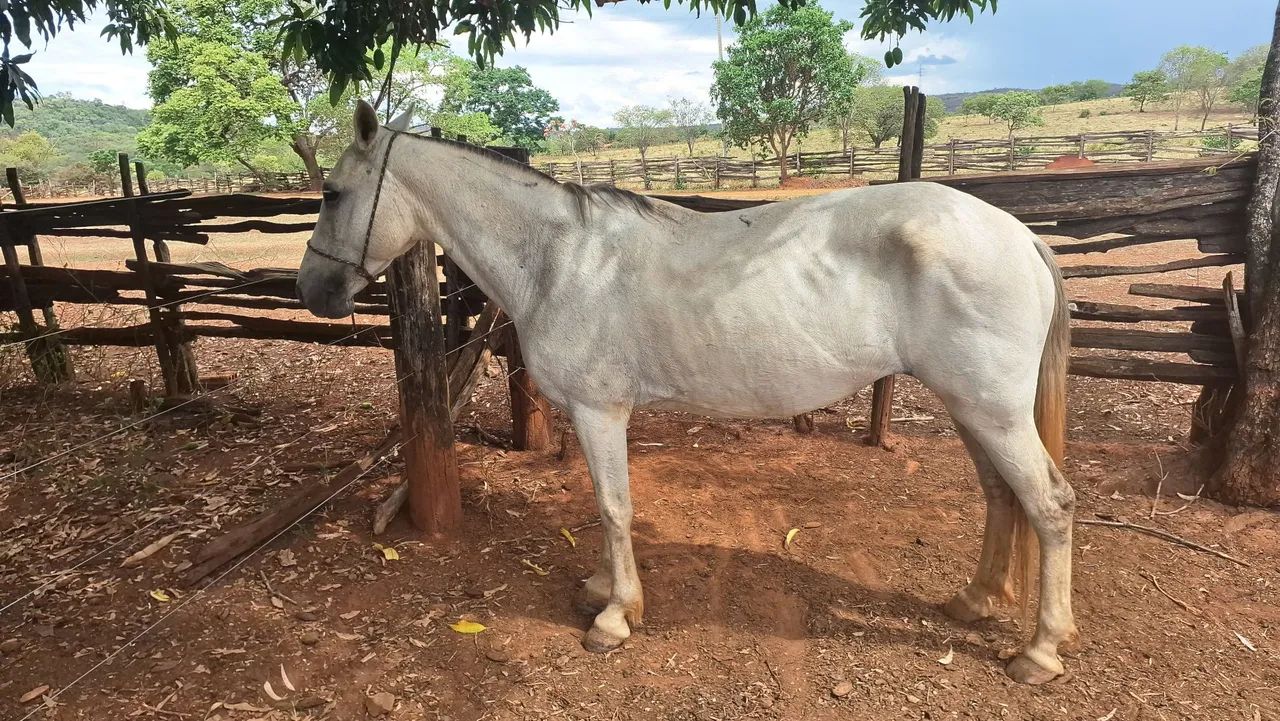 Agropecuária  - Foto 3