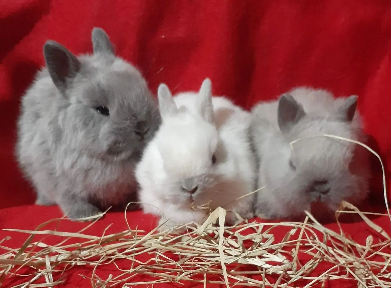 Mini coelho anão netherland dwarf linhagem importada  - Foto 5