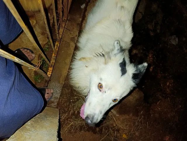 Cachorro PERDIDO na rua major Nabuo oba Uvaranas  - Foto 3