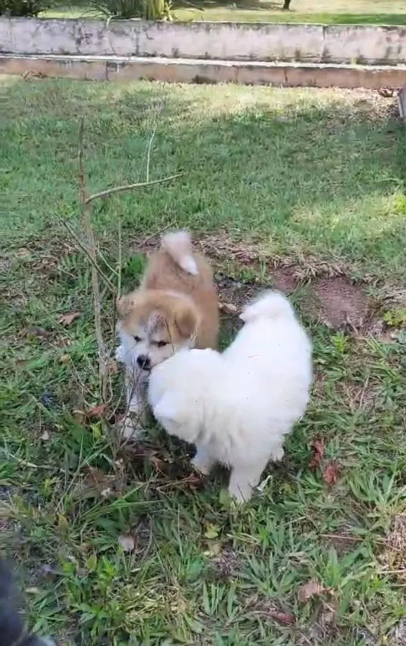 Akita - Foto 3