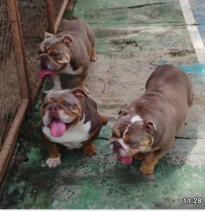 Bulldog inglês - Foto 4