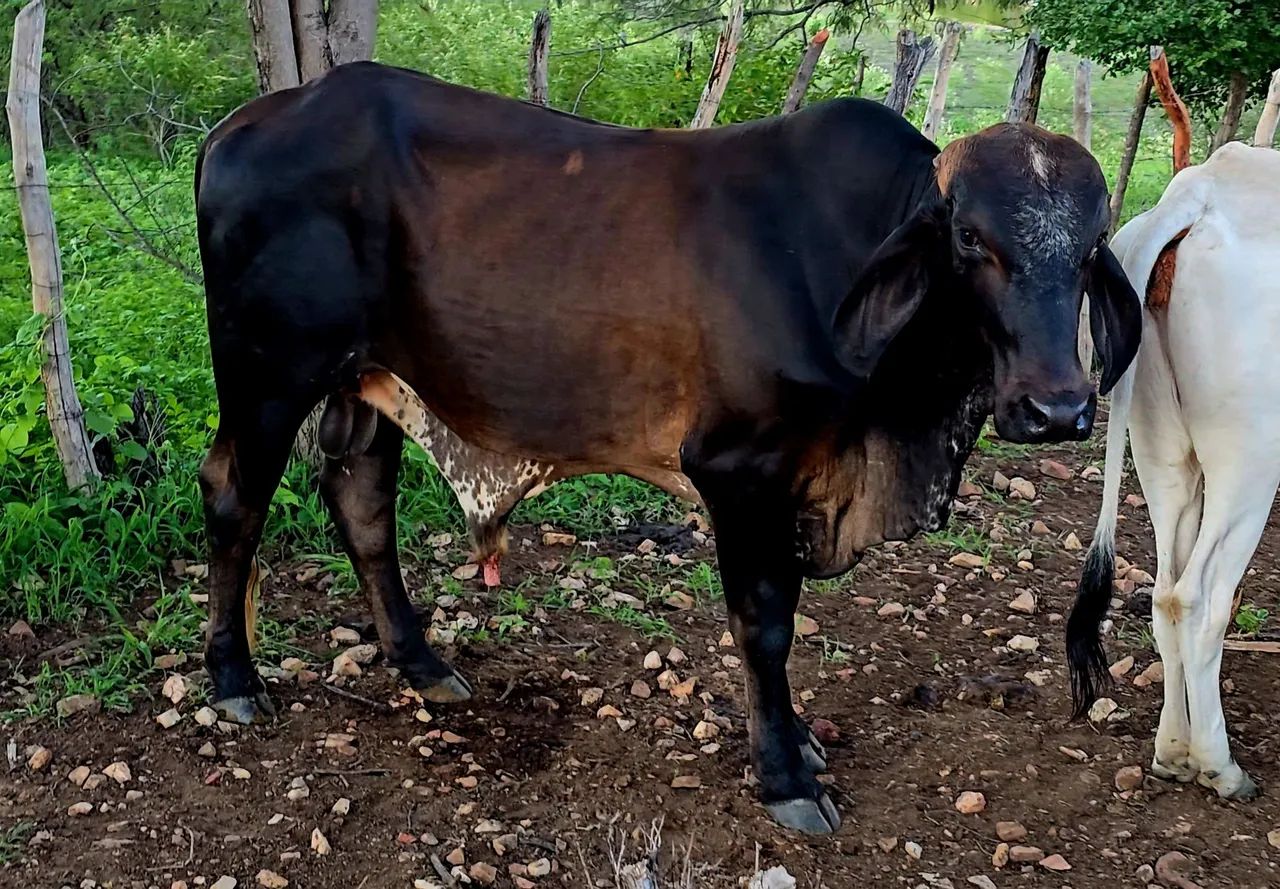 5 Garrotes e 1 touro GIR leiteiro  - Foto 2