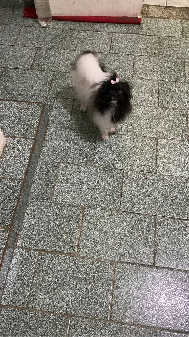 Vendo fêmea spits alemão 