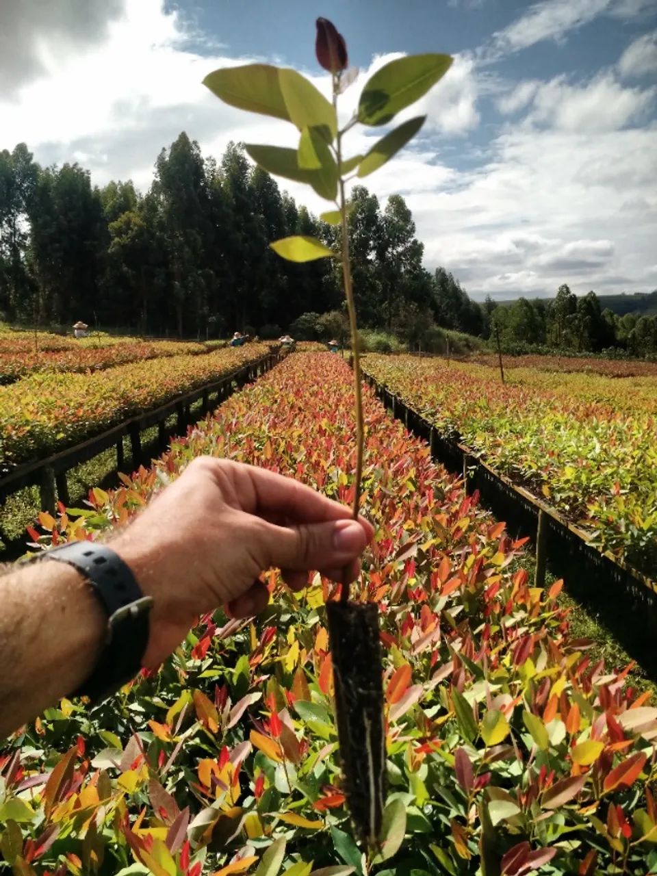 Mudas de Eucalipto clonado (100 unidades) - Foto 2