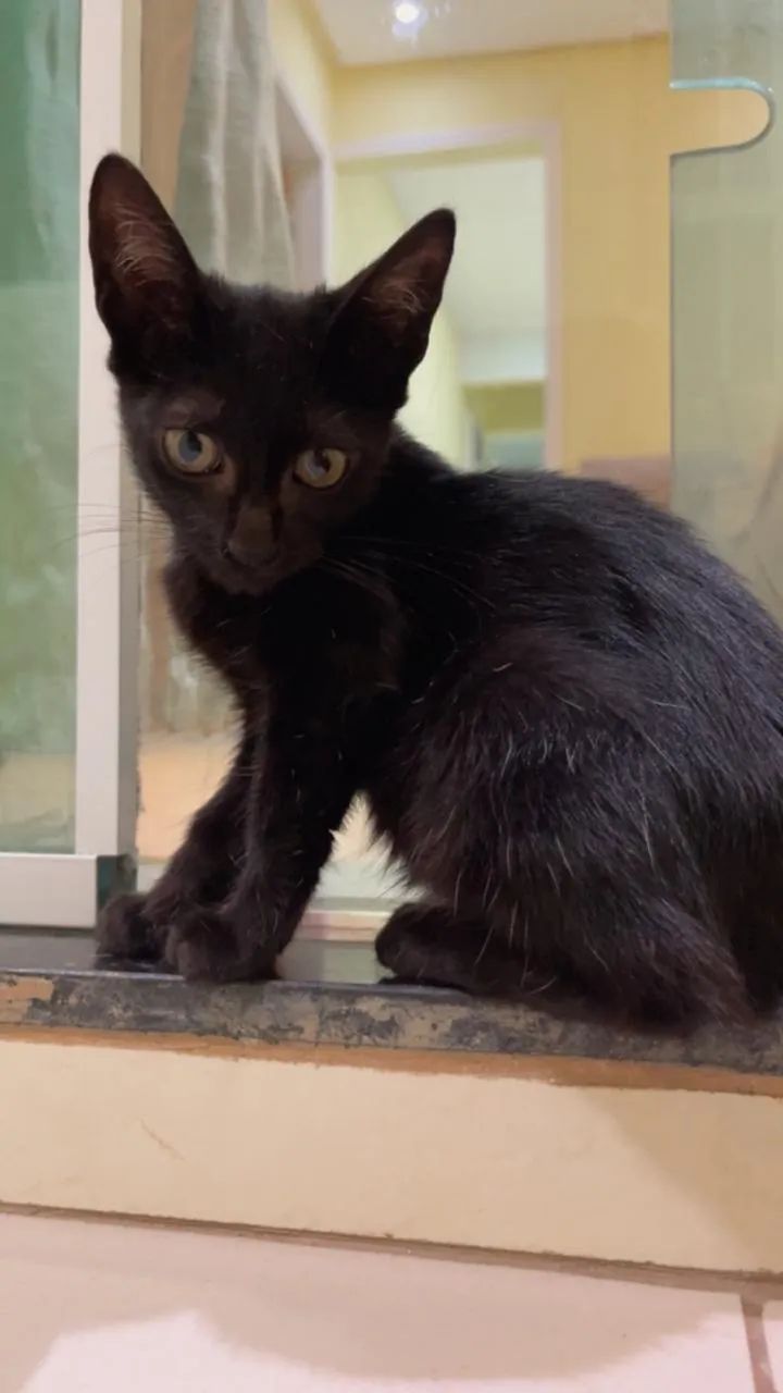Filhote de gato preto - Foto 4