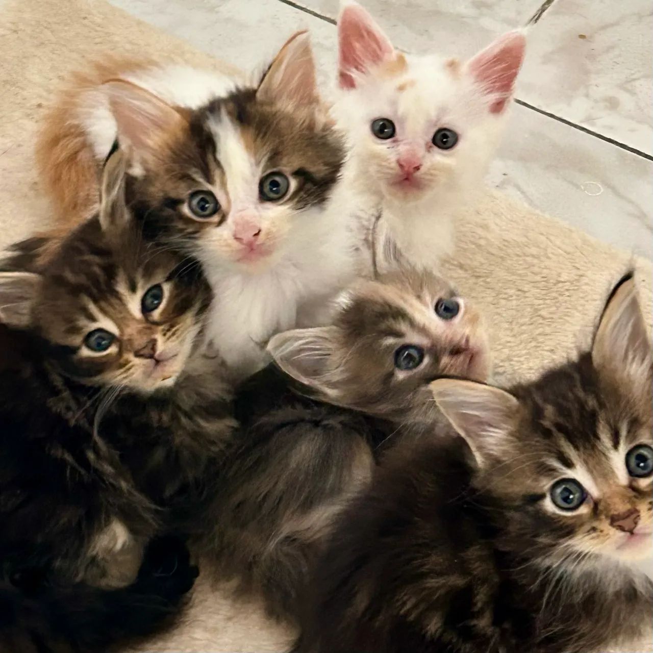 Fêmea Maine Coon - Foto 3