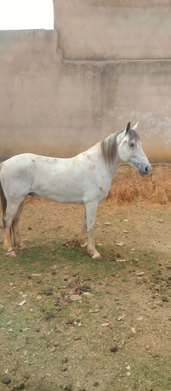 Cavalo manga larga pura da raça  - Foto 2