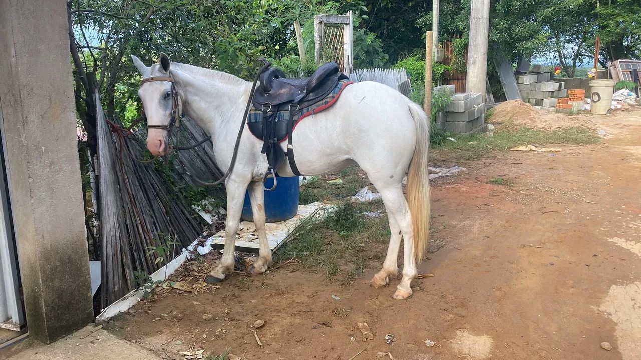 Égua porte médio picado  - Foto 3