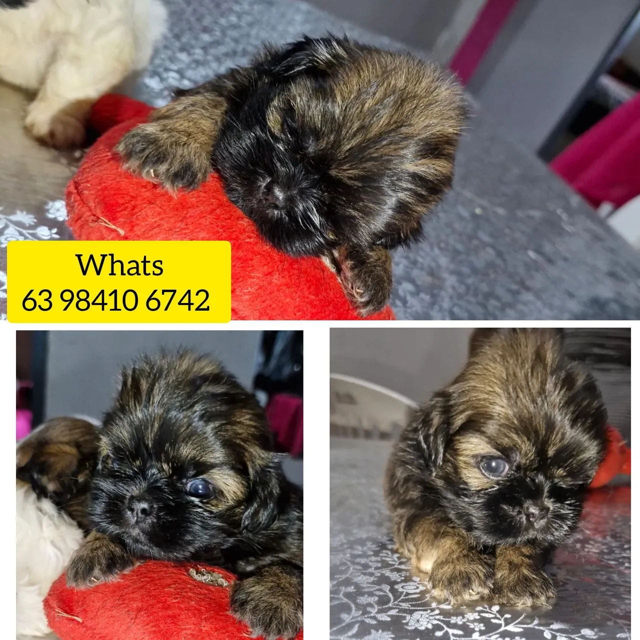 Filhotes Shih Tzu
