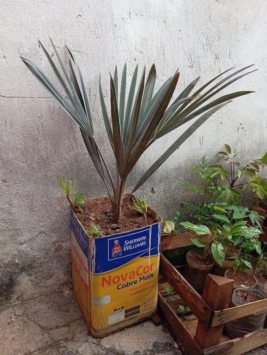 Palmeira Azul Bismarck na lata 300 reais  - Foto 2