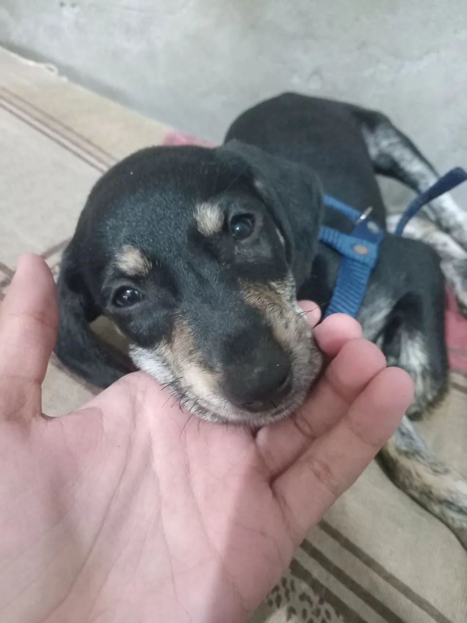 Filhote(fêmea)de cachorro DOAÇÃO (descrição)