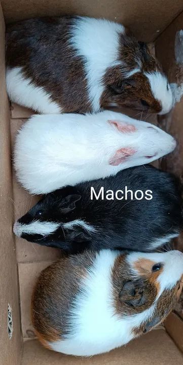 Porquinho da índia  - Foto 2