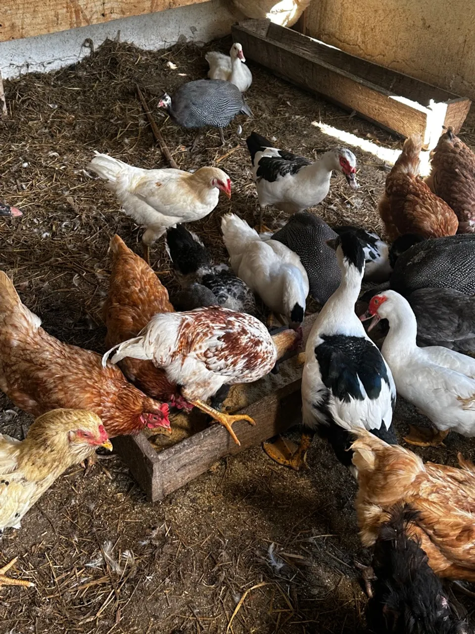 Patos e Galinhas - Lindos e Saudáveis