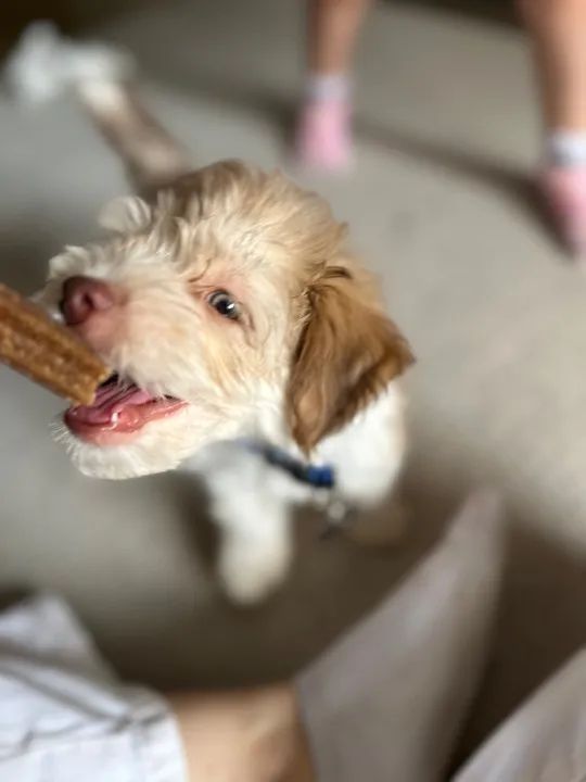 * * * FILHOTE POODLE TOY * * * - Foto 5