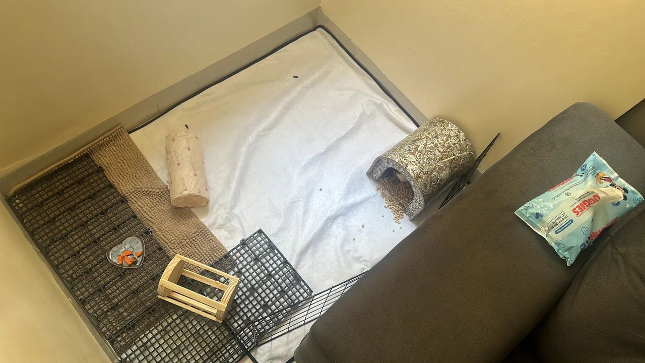 Porquinhos da índia  - Foto 3