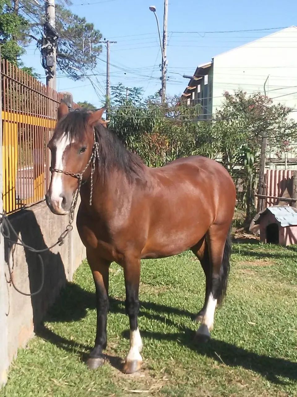 Cavalo Crioulo 