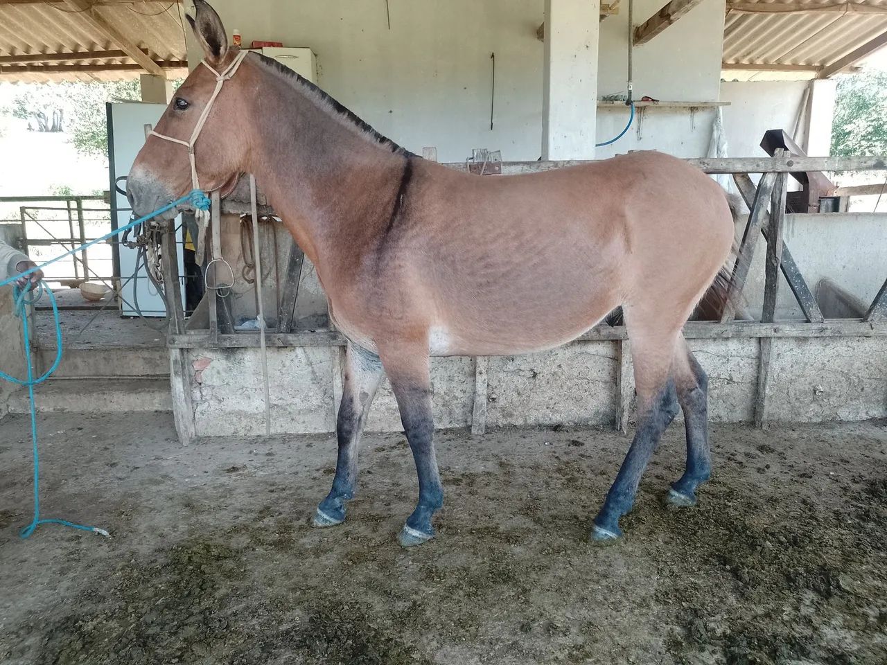 Equino