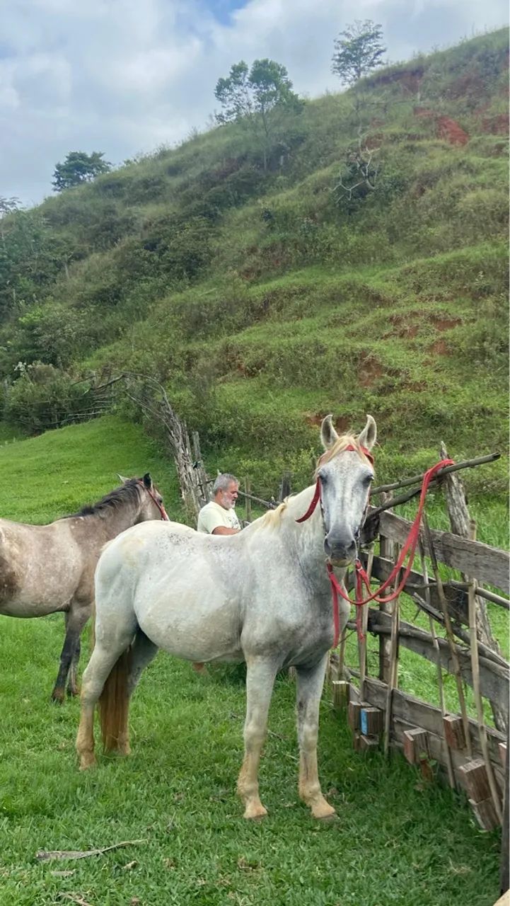 Cavalo manga larga marchador pra venda