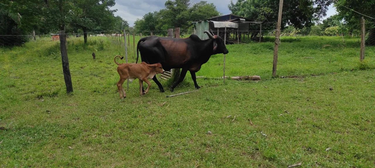 Vaca leiteira com bezerro - Foto 2