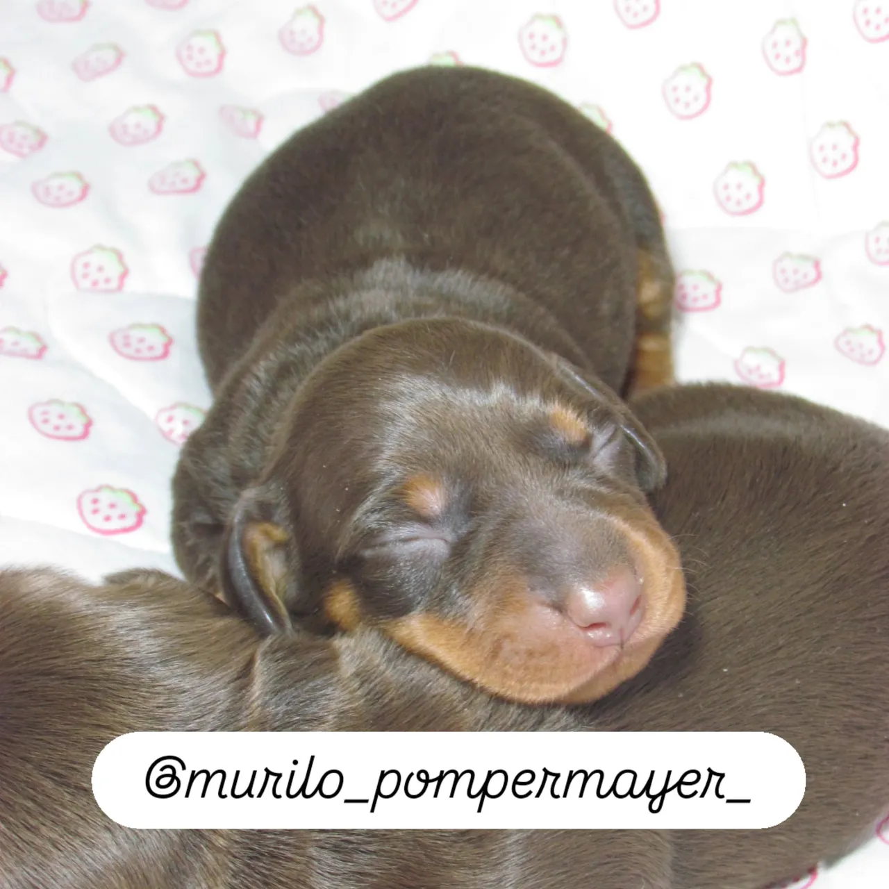 Filhote de Dachshund 