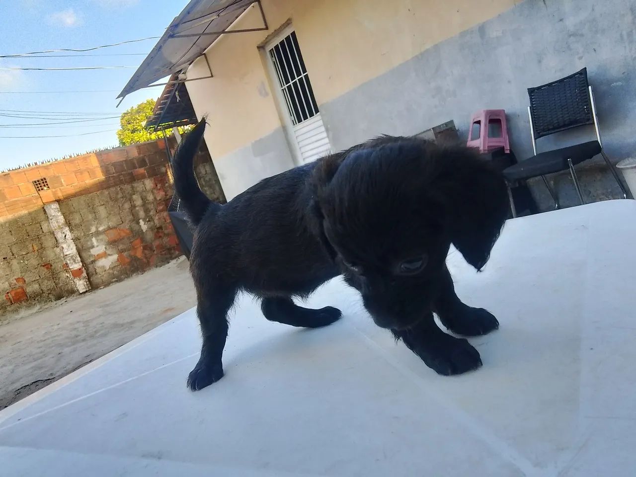 Vendo poodle toy  - Foto 5