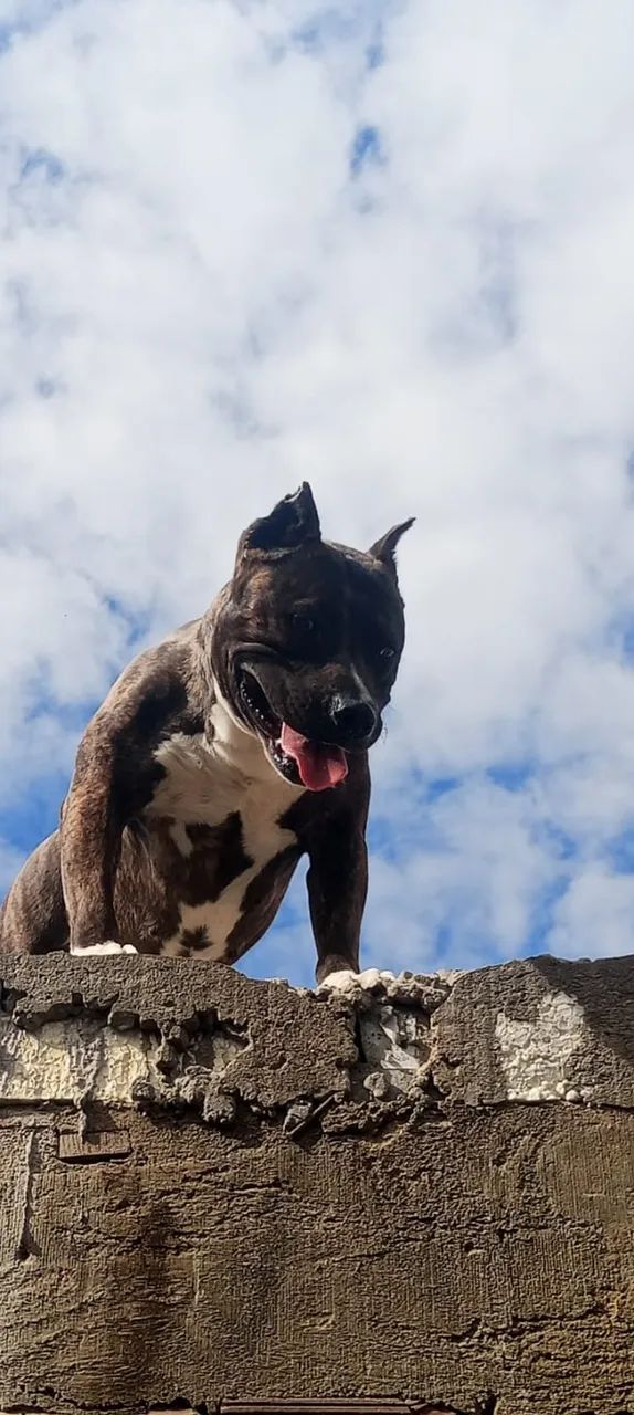 Filhotes American Bully  - Foto 2