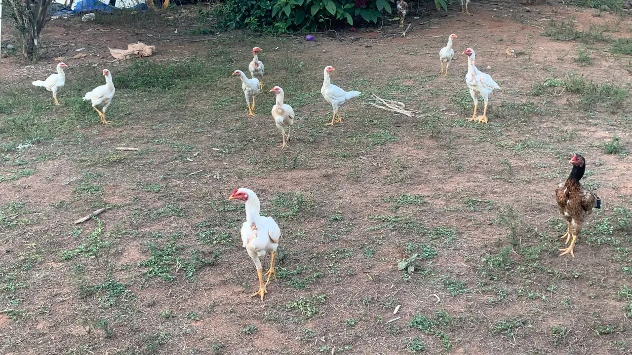 Frango índios mura - Foto 4