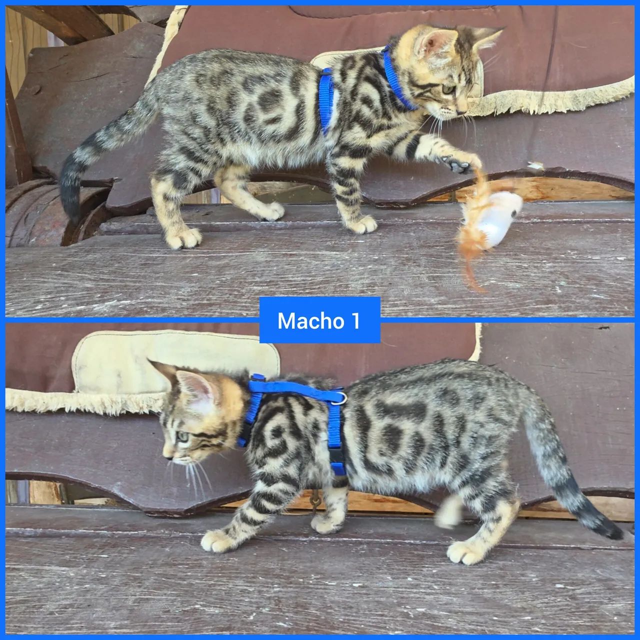 Filhotes de gato Bengal 