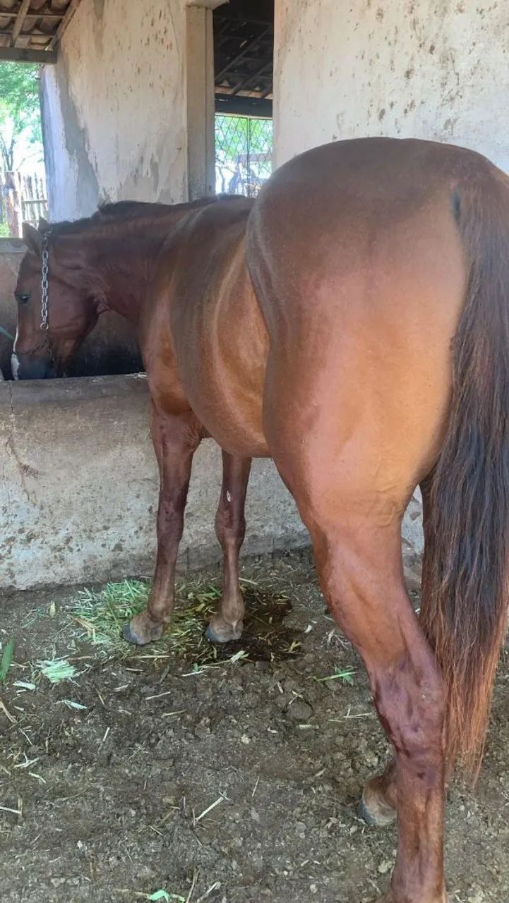 Cavalo  - Foto 4