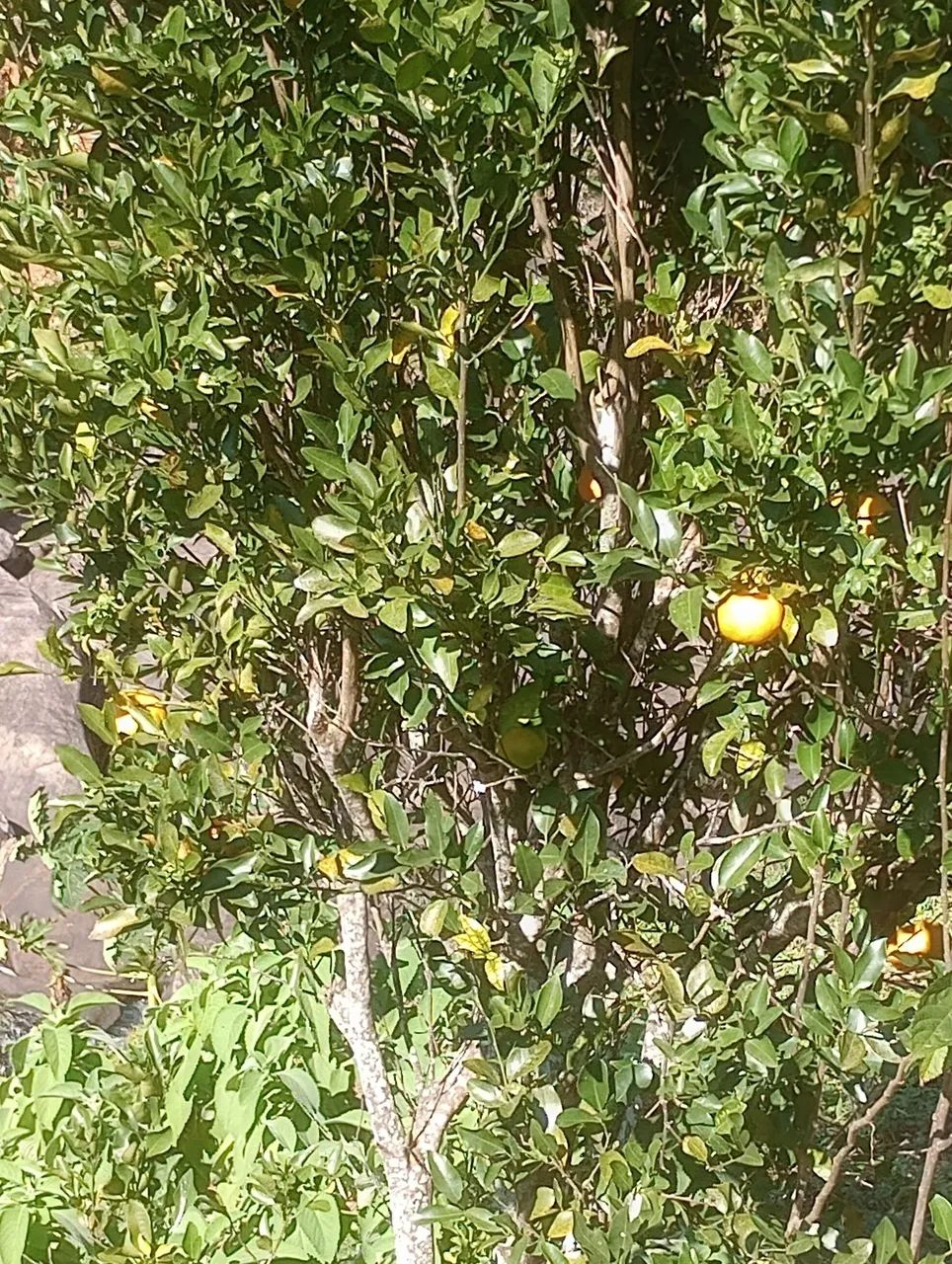 Tangerinas ponkan caixa  - Foto 3