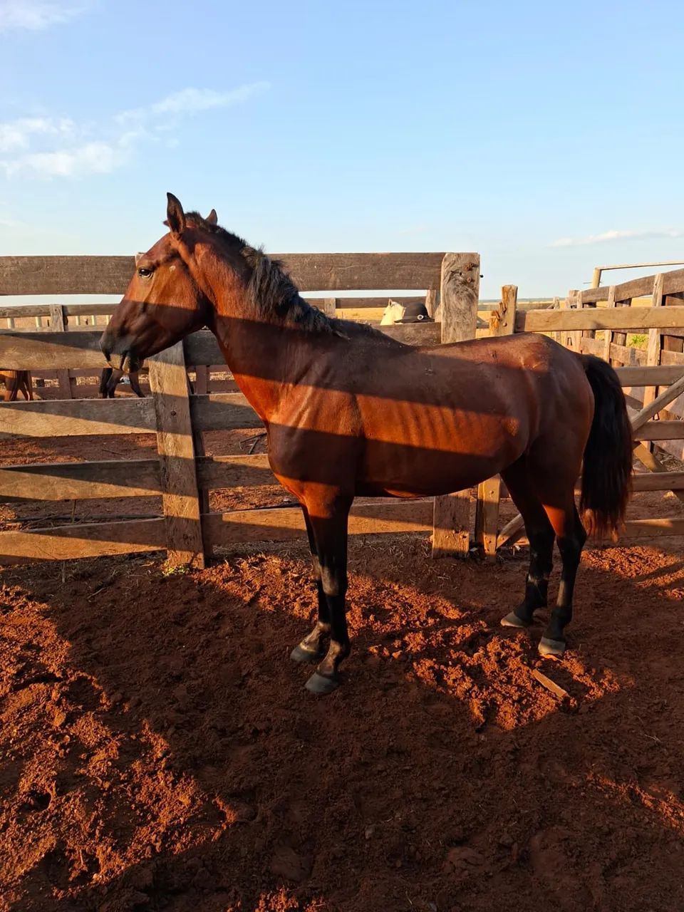 Vendo cavalo manso  - Foto 3