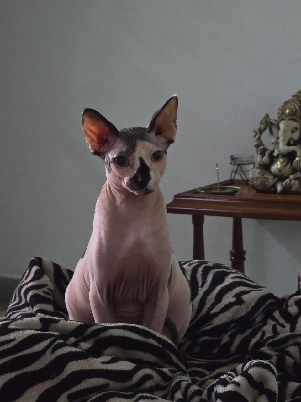 Gato Sphynx Macho com Pedigree