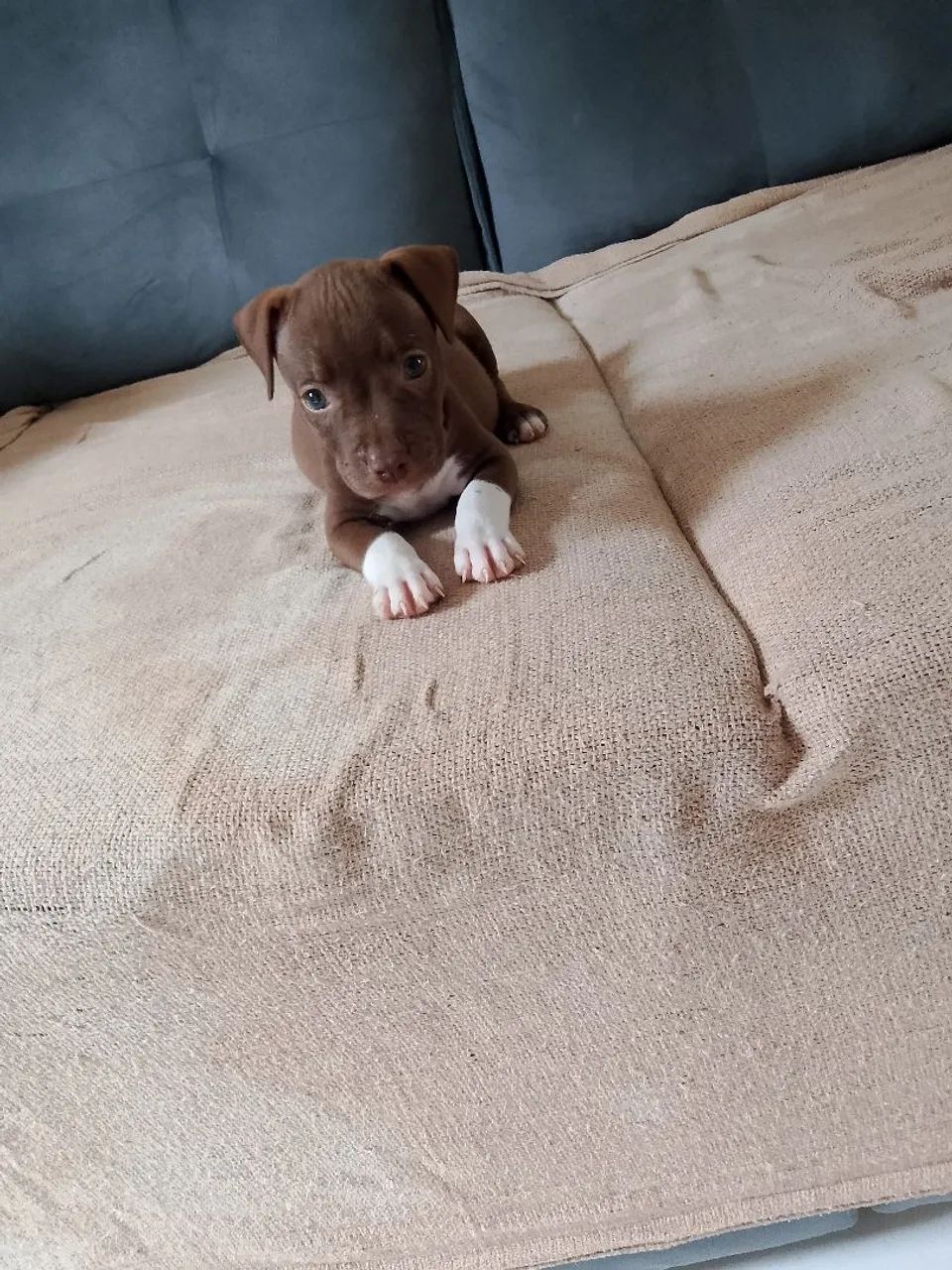 Cachorro Pit monste  - Foto 2