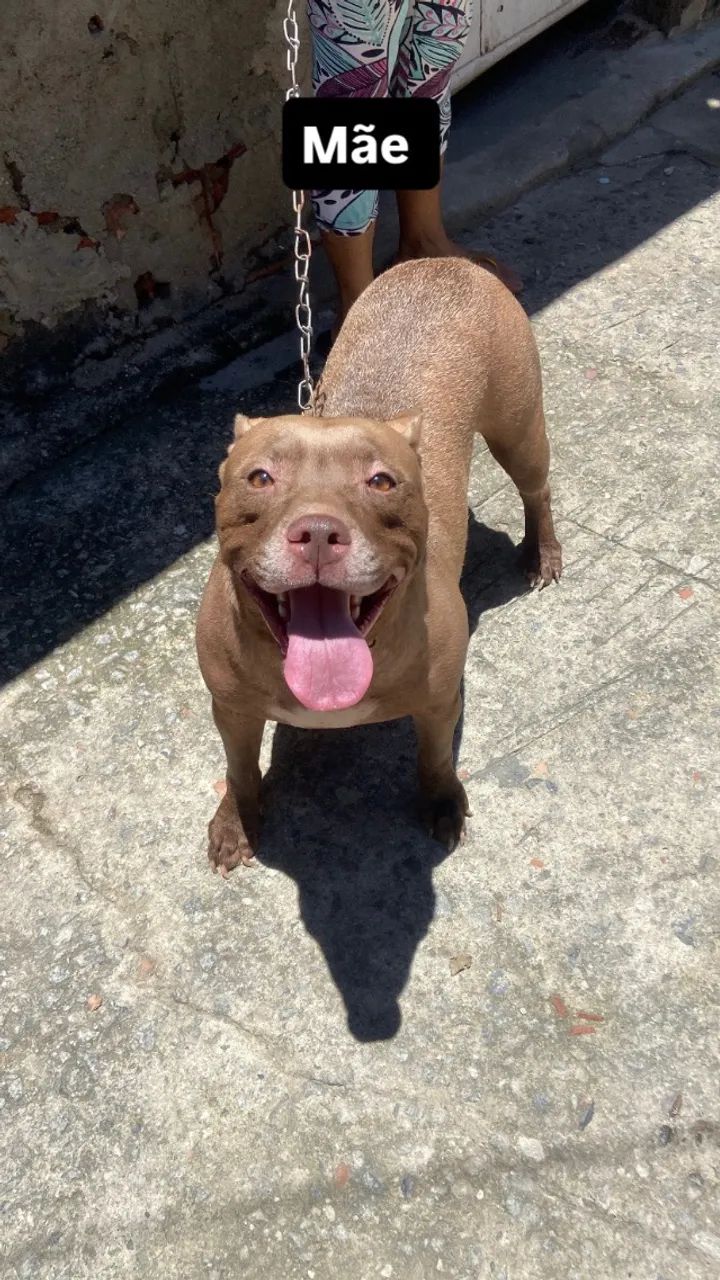 Filhote de pitbull - Foto 2