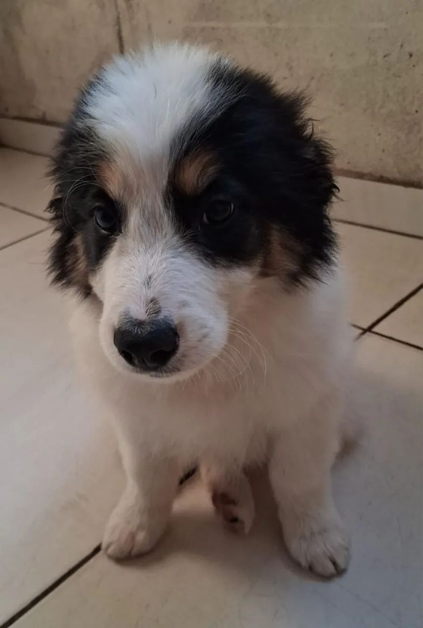 Border collie - Foto 5