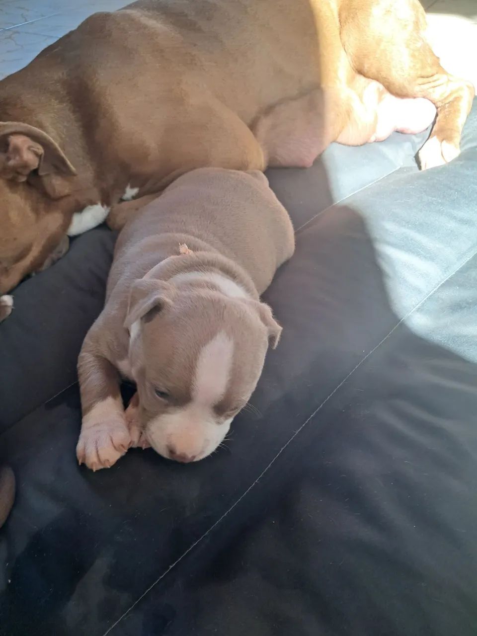 Cachorro  Pitbull  - Foto 3