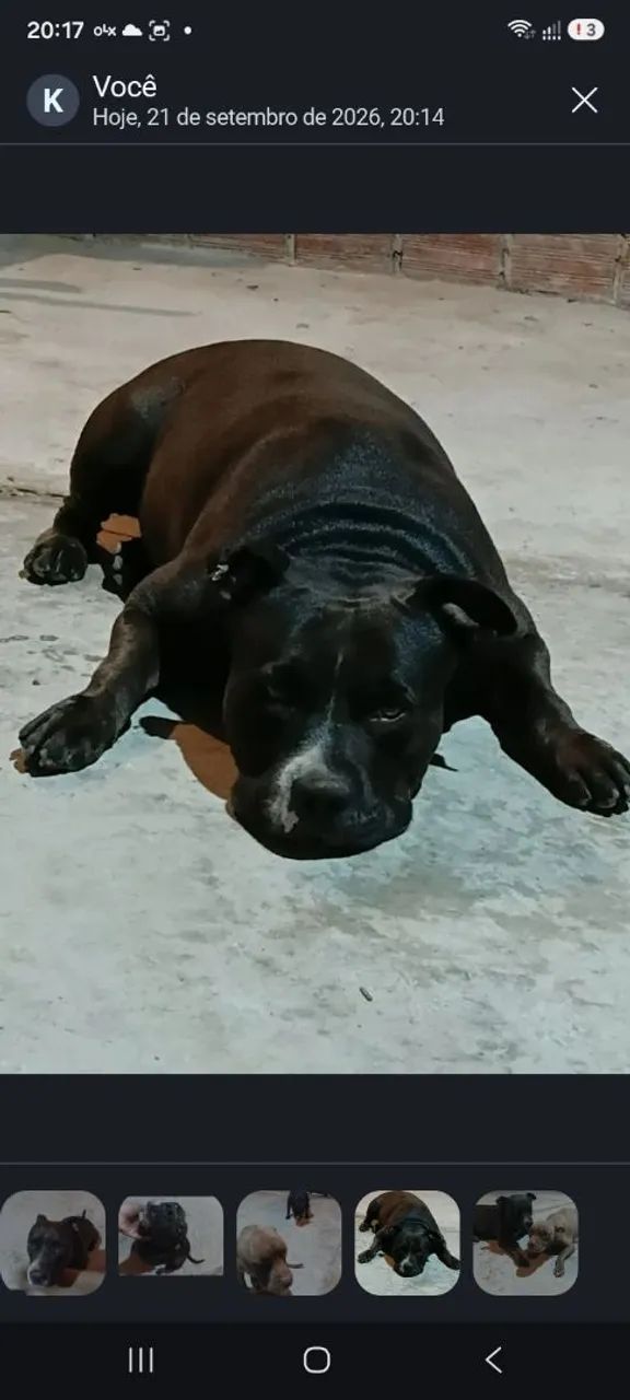 FILHOTE DE PITBULL( AMERICAN BULLY E PIT MOSNTER)  - Foto 5