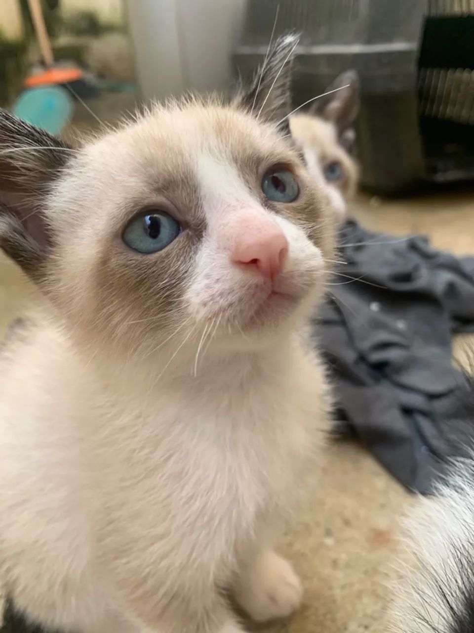 Doa - se gatos - Foto 4