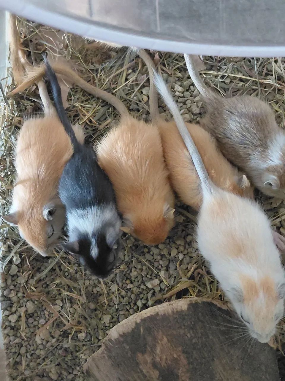 Gerbil bebê  - Foto 2