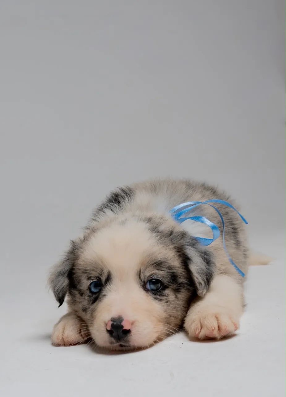 Border collie  - Foto 5