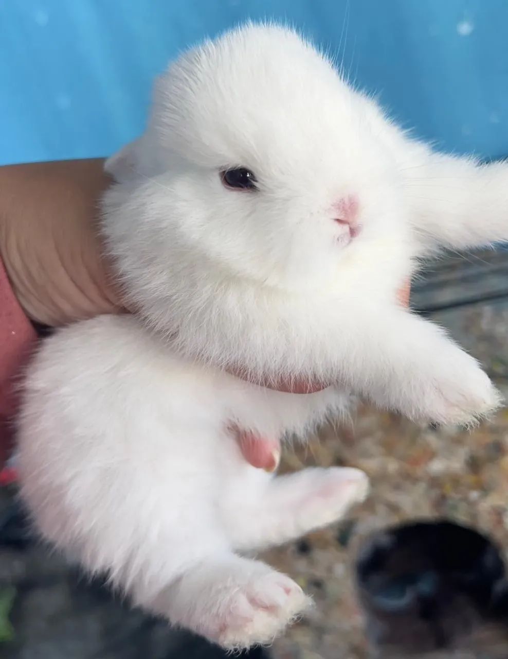 Netherland Dwarf - Foto 2