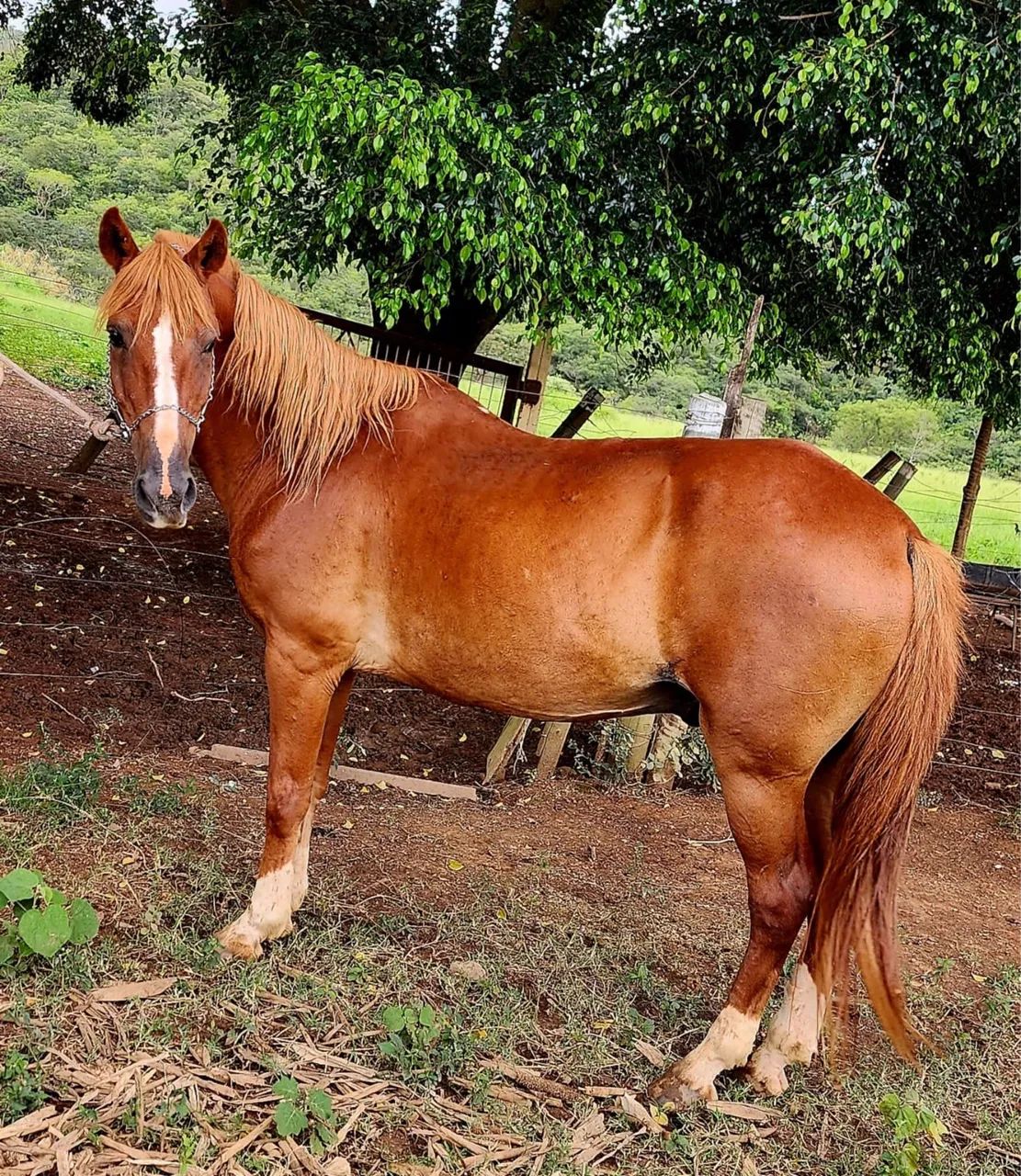 Cavalo mangalarga 