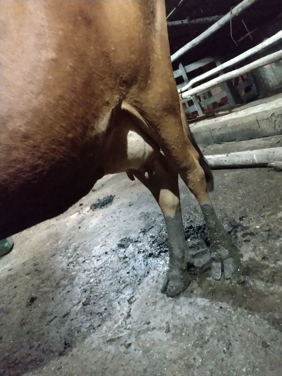 Vaca - Foto 2