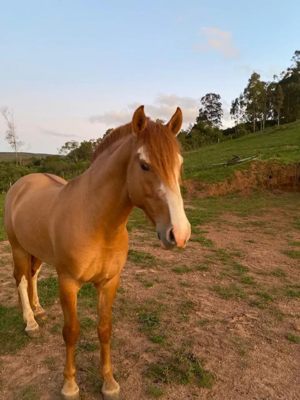 (Cavalo cuiudo crioulo) - Foto 6