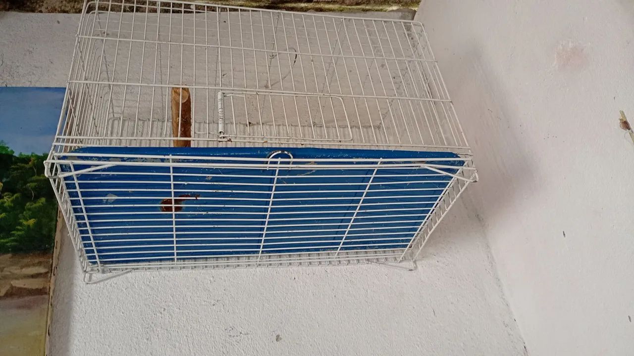 Gaiola  - Foto 2