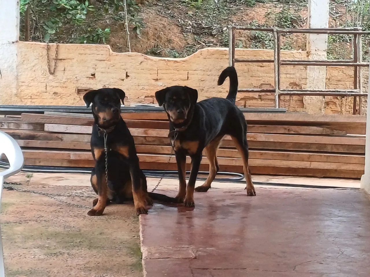Rottweiler  - Foto 4