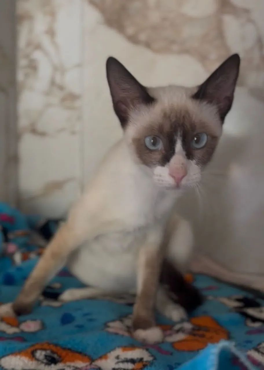Gatinho castrado para adoção 